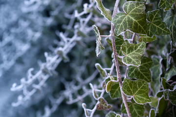 Frosty ivy against frozen blue background