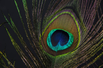 Naklejka premium Peacock feather on black background