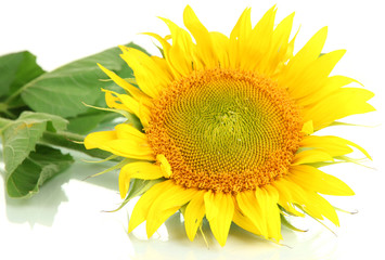 Sunflower isolated on white