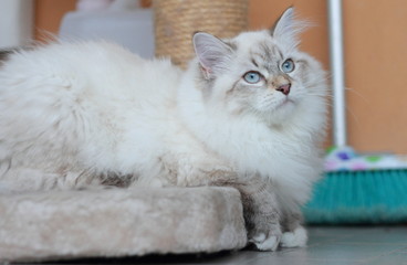 Fototapeta premium Siberian kitten, neva masquerade type