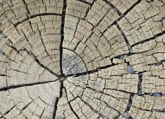 Fototapeta premium Tree trunk rings with little stones