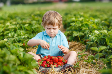Little toddler boy on organic strawberry farm