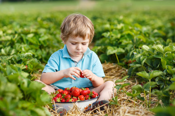 Little toddler boy on organic strawberry farm