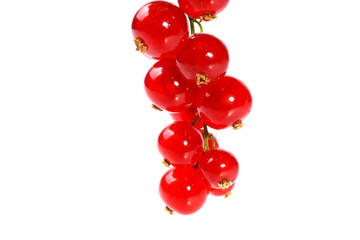 Red Currant