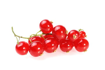 Red Currant