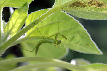 カマキリの幼虫