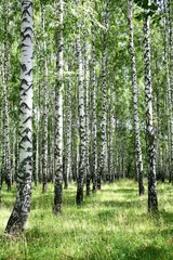 Fotobehang July view of sunny birch grove © Elena Kovaleva