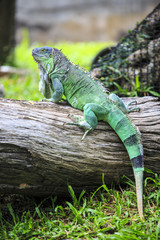 Green Iguana sitting on timber