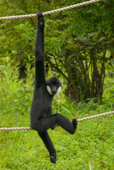 Gibbon