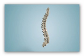 vertebral column