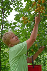 The woman collects apricots on a country section