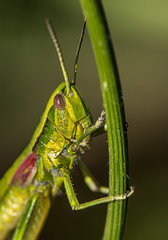 Portrait of a grasshopper