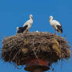 stork nest on a high post