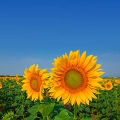 Fototapeta premium closeup beautiful sunflowers