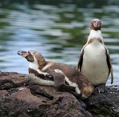 couple de manchots de humboldt © joël BEHR