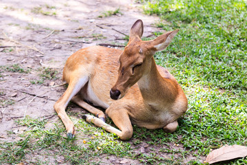 female antelope on ground