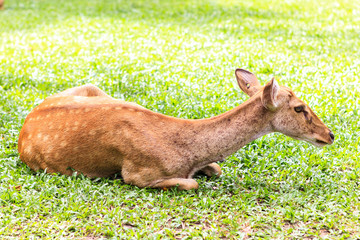 female antelope on ground