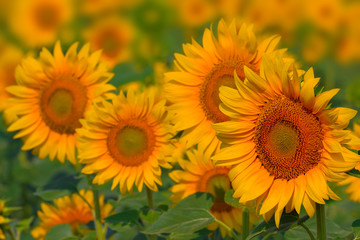 closeup golden sunflowers