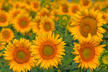 Fototapeta na wymiar beautiful closeup sunflowers