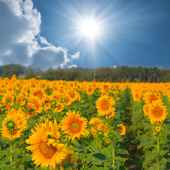 Obraz premium beautiful sunflower field