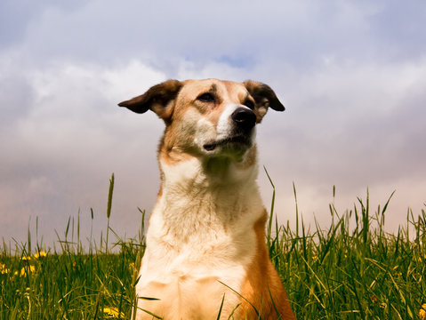Dog in the dandelion meadow, portrait, front view, 147