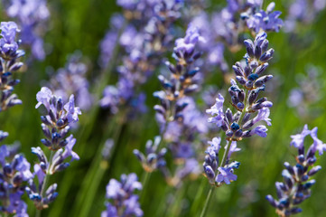 Lavendel