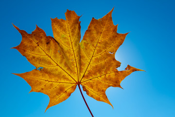 dry maple leaf on a blue sky background