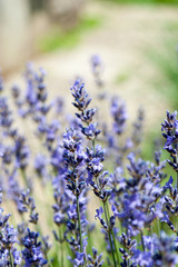 Obraz premium Lavendel