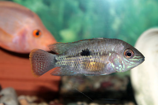 Green terror aquarium fish