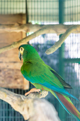 Naklejka premium Green macaw