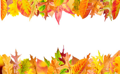 Multi colored autumn leaves frame