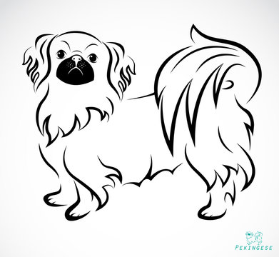 Vector image of an Dog (Pekingese)