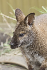 Wallaby portrait
