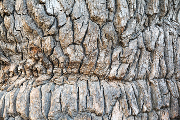 Bark of Oak Tree