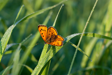 butterfly sits on a green grass