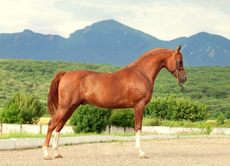 arabian chestnut  stallion at the mountain background