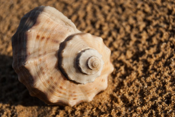 seashell on the beach