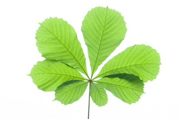 Naklejka na ściany i meble Green chestnut leaf in spring isolated