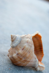 seashell on concrete