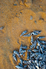 seashells on the beach
