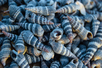 seashells on the beach