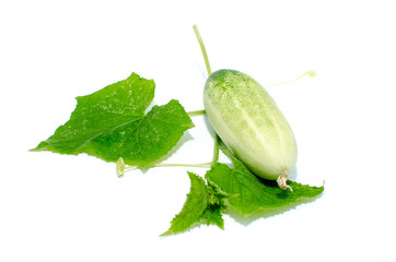bullish cucumbers on white background .