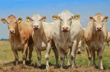 Fototapeta na wymiar Cztery krowy na pastwisku