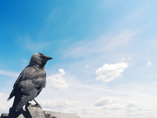 Raven