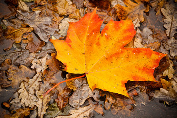 Кленовый лист