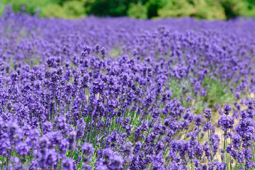 Naklejka premium ラベンダー畑