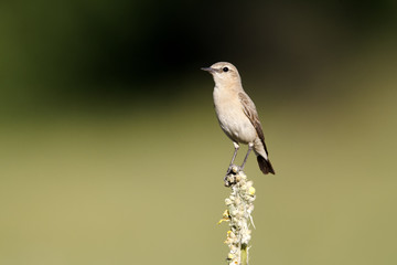 Isabelline wheatear, Oenanthe isabellina