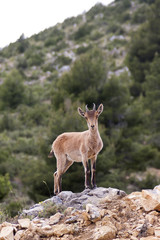 a deer in nerpio
