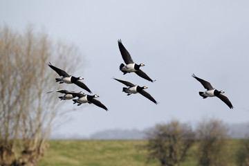 Barnacle goose, Branta leucopsis