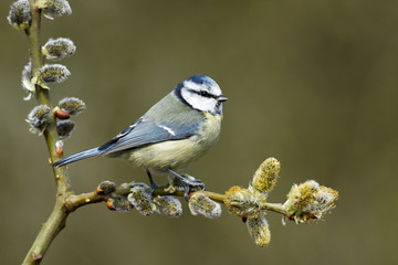 Blue tit, Parus caeruleus